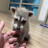 Clover - male - Raccoon for sale