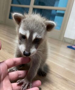 Clover - male - Raccoon for sale