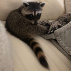 Eris Female Raccoon