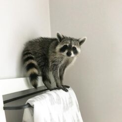 Flint - Male Raccoon