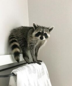 Flint - Male Raccoon