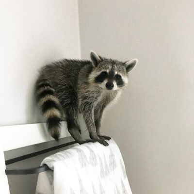 Stormy - female - Raccoon for sale and adoption