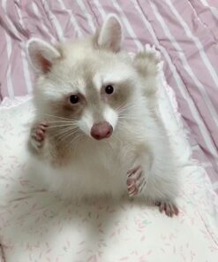 Foxy - male - Raccoon for sale