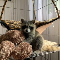 Indiana Female Raccoon