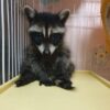 Melanie - female Raccoon