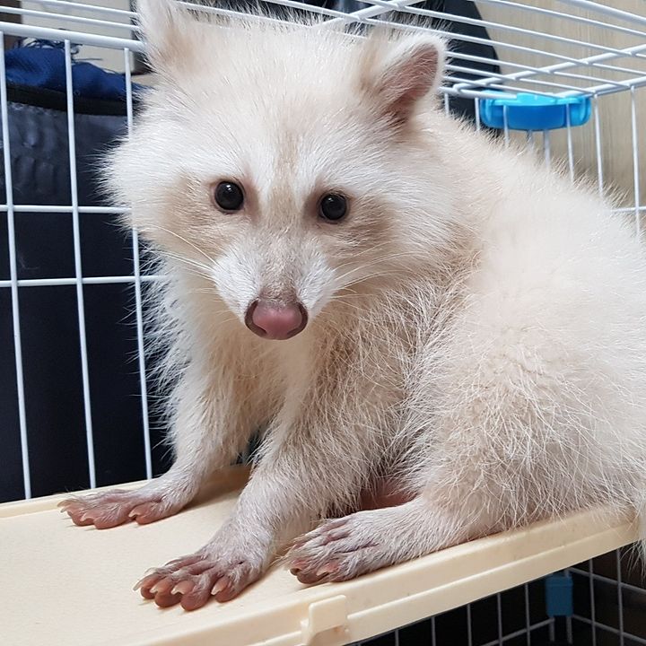 Micky- male - Raccoon for sale