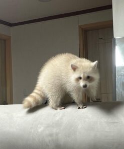 Monty Male Raccoon
