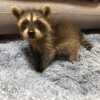 Nylah - female raccoon