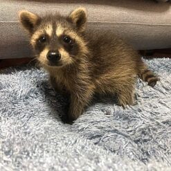 Nylah - female raccoon