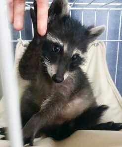 Shodow- male - Raccoon for sale