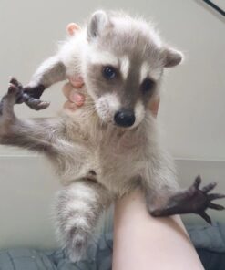 Spice Female Raccoon