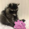 Stormy - female - Raccoon for sale and adoption