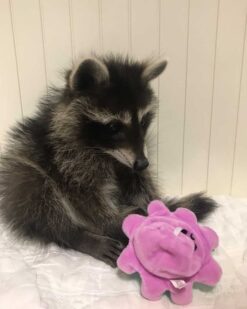 Stormy - female - Raccoon for sale and adoption