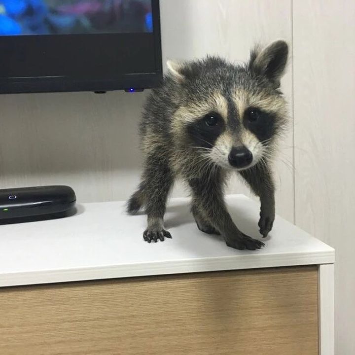 Alexander male Alexander male