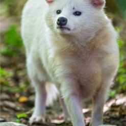 Rachael Miles Raccoon