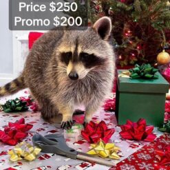 Alexander male raccoon