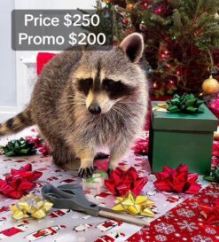 Alexander male raccoon