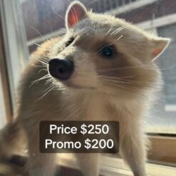 Denis male Raccoon