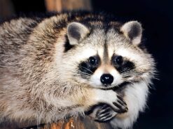 Sandra female Raccoon 10 weeks