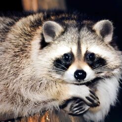 Sandra female Raccoon 10 weeks