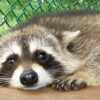 Williams Brian male Raccoon
