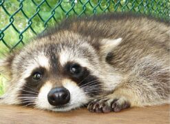 Williams Brian male Raccoon