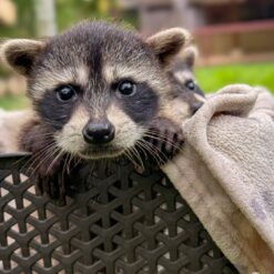 Pascal jones Raccoon