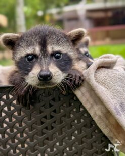 Pascal jones Raccoon