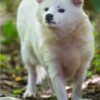 Rogan Albino Male Raccoon