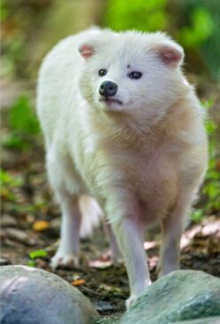 Rogan Albino Male Raccoon