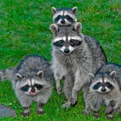 Raccoon Care Center