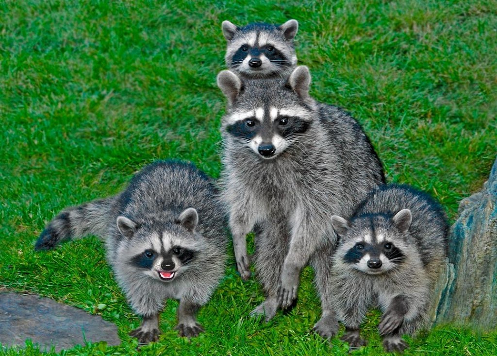 A-mother-Raccoon-with-her-cubs-by-Siegfried-Matull-Medium-