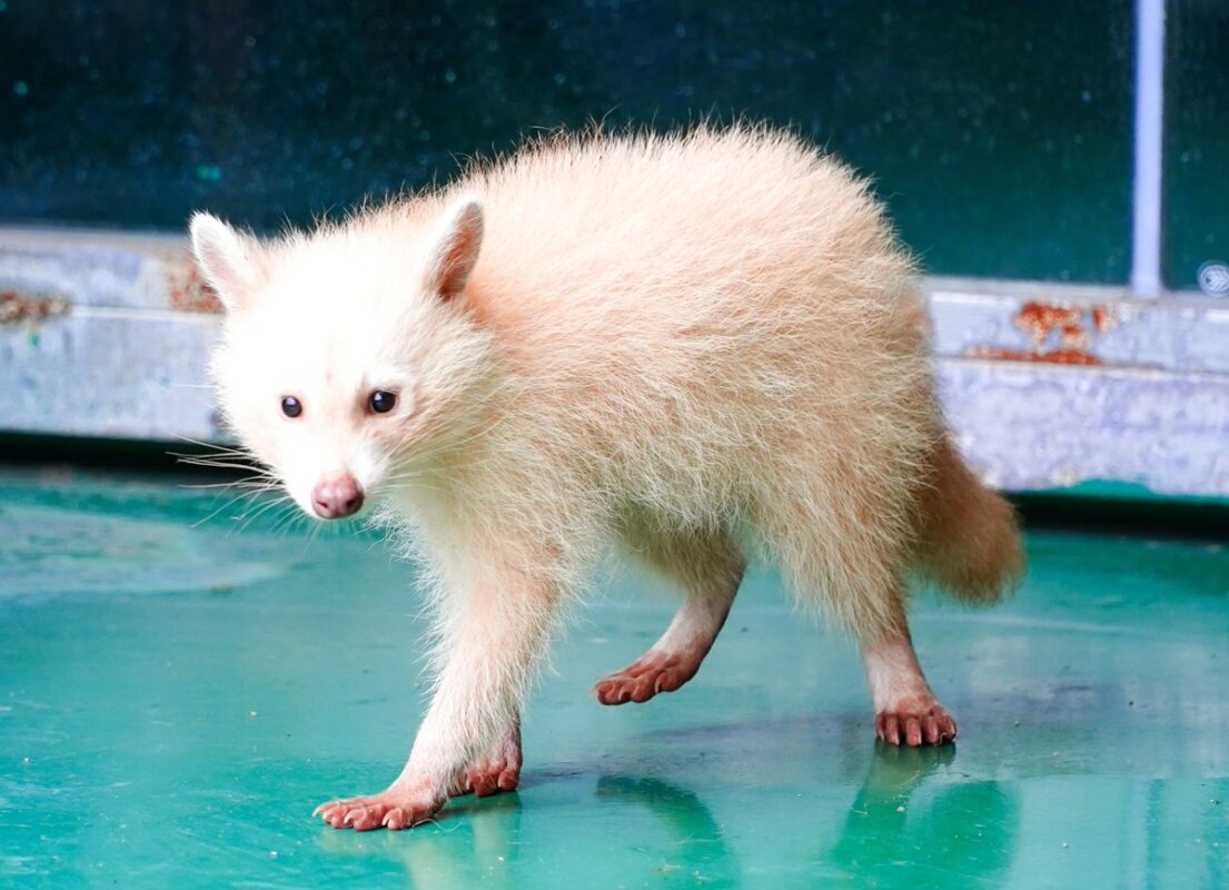 Complete Guide to Baby Raccoon Care