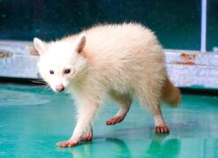 Benadine Female Raccoon