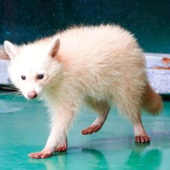 Benadine Female Raccoon