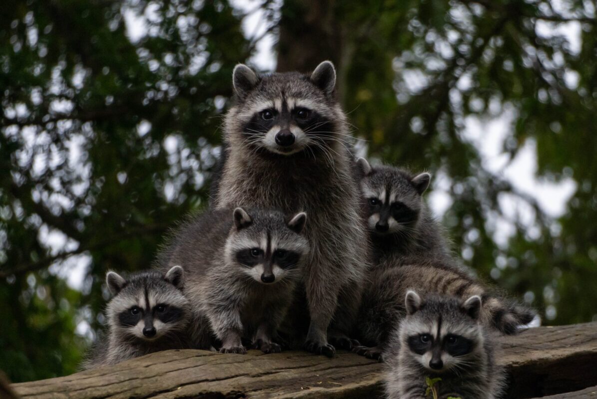 A,Racoon,Family,Captured,Sitting,On,A,Log,In,Stanley