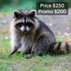 Natasha female Raccoon