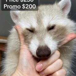 Christain Baby Raccoon