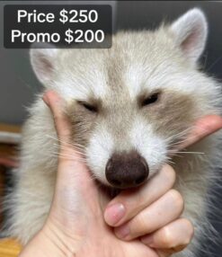 Christain Baby Raccoon