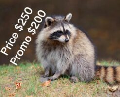 Raccoon Fransico 10 weeks