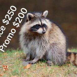 Fransico baby raccoon 8 weeks