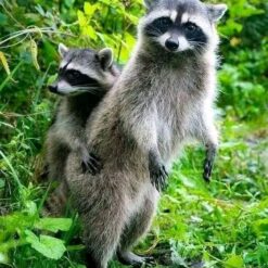 Danny and Daniella female - Raccoon
