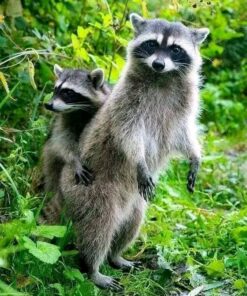 Danny and Daniella female - Raccoon