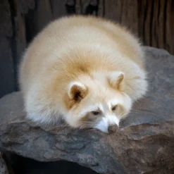 Max albino-raccoon