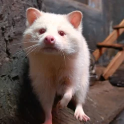 Filip Male Raccoon