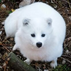 Christain Baby Raccoon