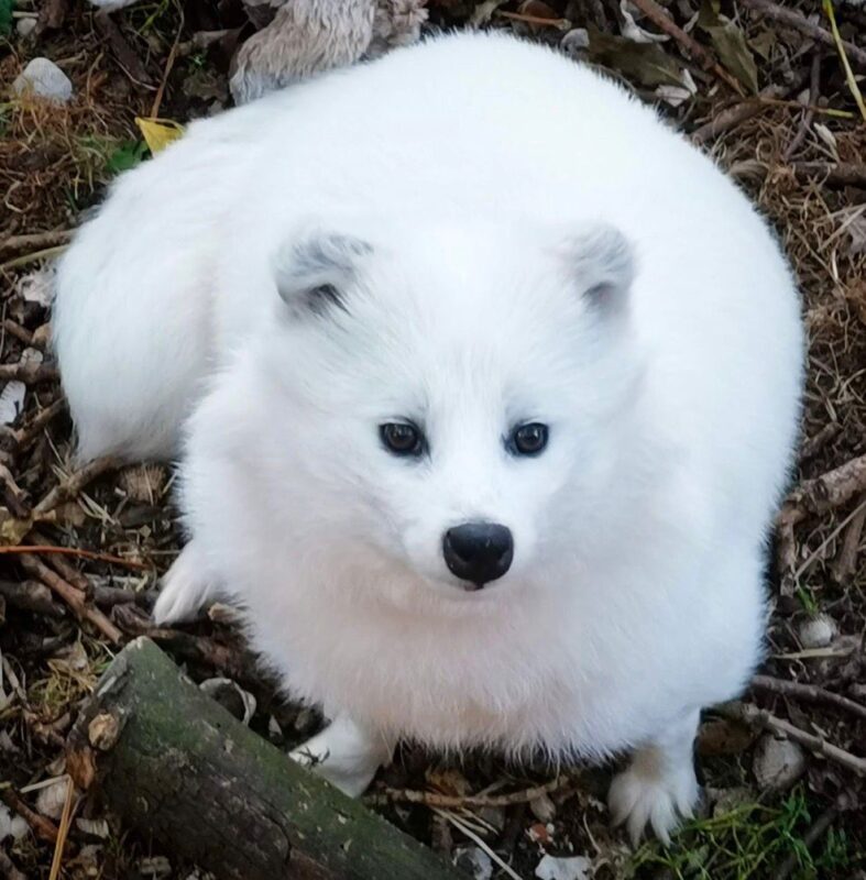 Christain Baby Raccoon