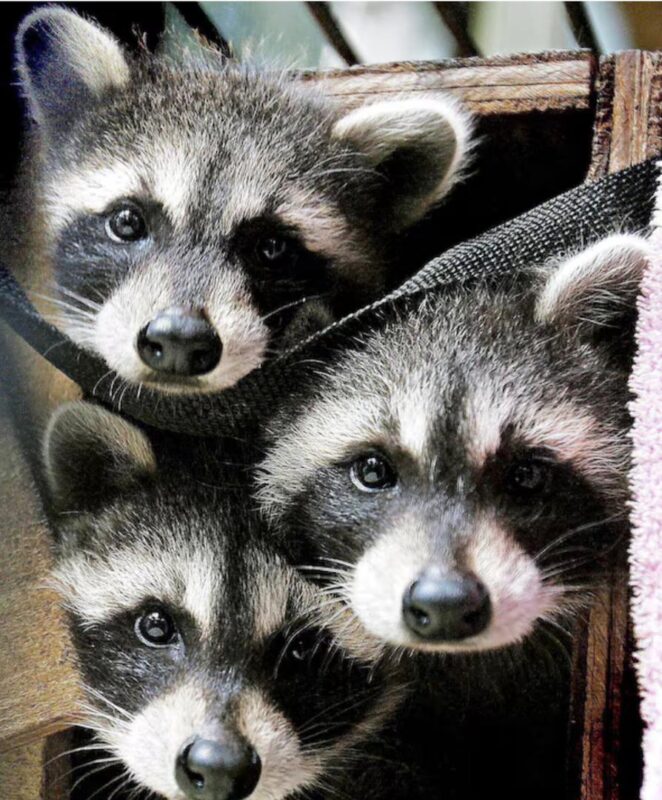 Creating the Perfect Raccoon Habitat