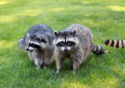 The twin brothers Peter and Paul