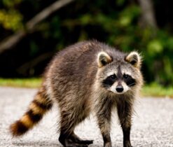 Lambert baby Raccoon